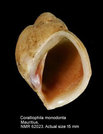 Coralliophila monodonta.jpg - Coralliophila monodonta(Blainville,1832)